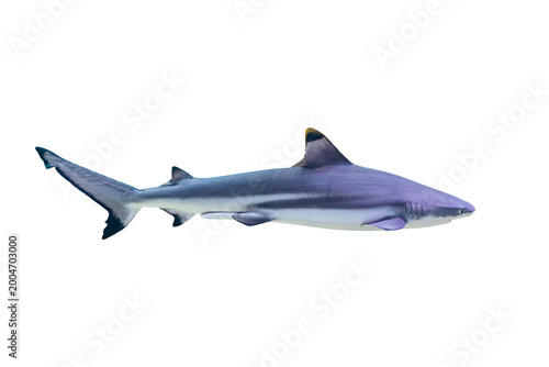 Horizontally swimming shark with a patterned skin on an isolated, light underwater background, soft shadows, and artificially lit serene atmosphere