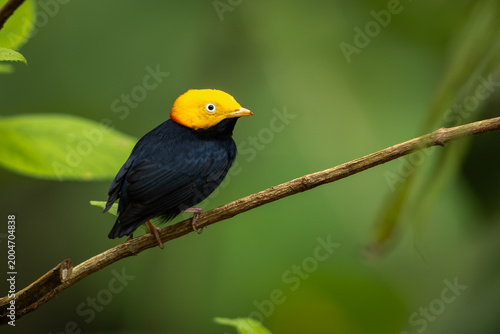 Cuadro en lienzo Golden-headed manakin perched on a branch