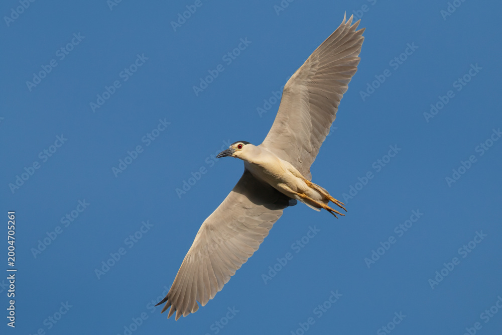 Fototapeta premium Adult Black-crowned Night Heron (Nycticorax nycticorax) in flight against blue sky