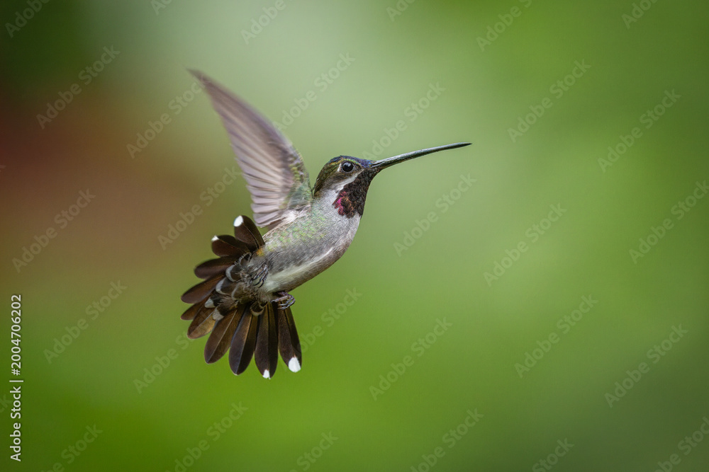 Fototapeta premium Long-billed Starthroat hummingbird in flight