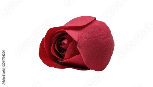 Obraz na płótnie Deep red rose bud with velvety petals, isolated on transparent background