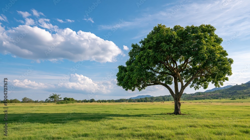 Fototapeta premium Massive leafy tree dominating an expansive emerald field beneath a radiant sun and clear horizon in a natural park setting.