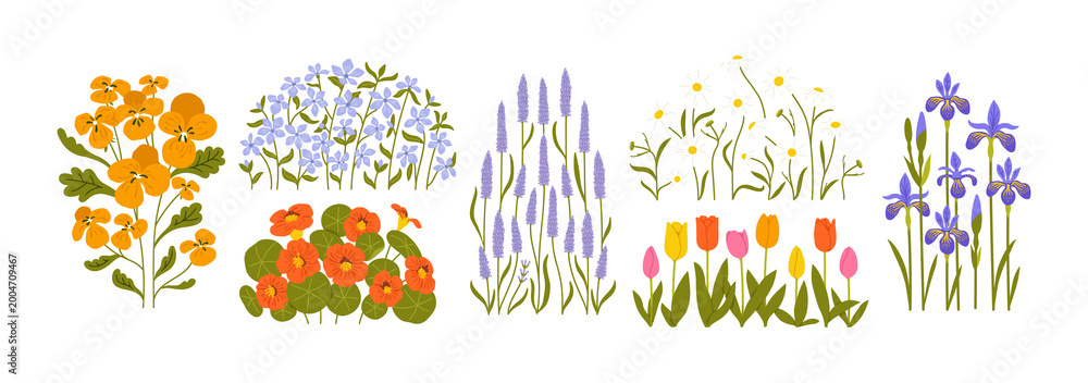 Fototapeta premium Beautiful natural flower plant drawing illustration set. Realistic hand drawn floral garden graphic element collection. Spring flora nature bundle includes pansy, lavender, tulip and iris flowers.