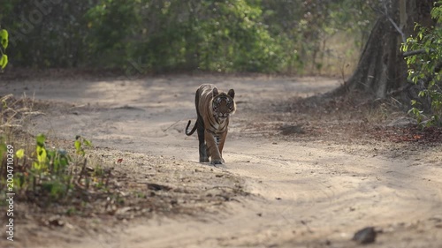 Wild tiger close approach walking down dirt track towards camera, Bandhavgarh Royal Bengal tiger patrolling forest road in dappled sunlight, 4K UHD India wildlife documentary B-roll