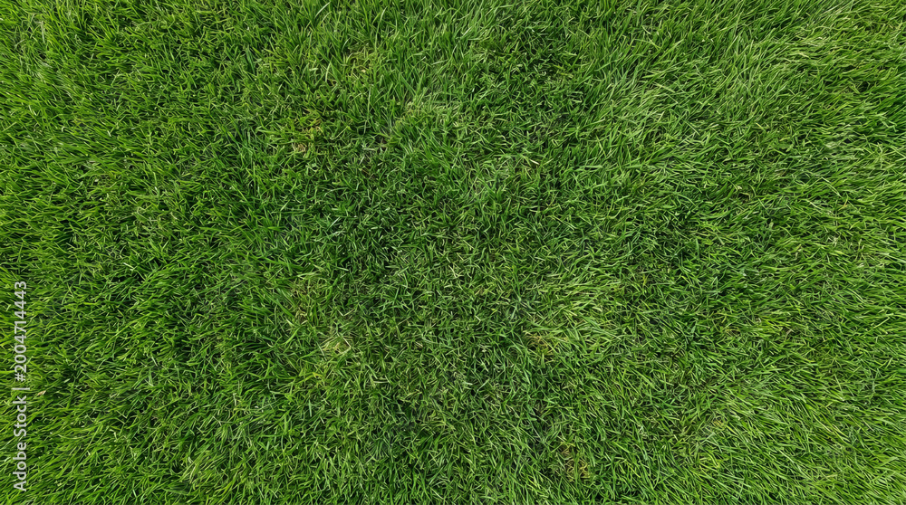 Fototapeta premium Top down view of lush green grass texture with natural lighting and dense blades covering the entire frame in a vibrant outdoor setting.