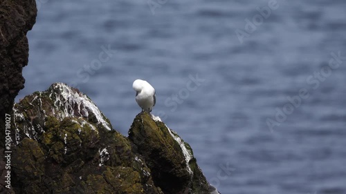 An adult black-legged kittiwake (Rissa tridactyla) preening its feathers while standing on the rocks near the sea