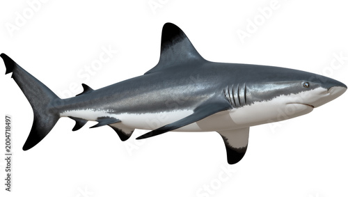 Gray reef shark with black fin tips, isolated on transparent background