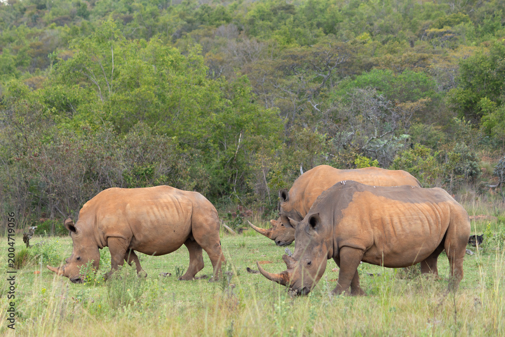 Fototapeta premium Herd of Rhinoceros Grazing Together