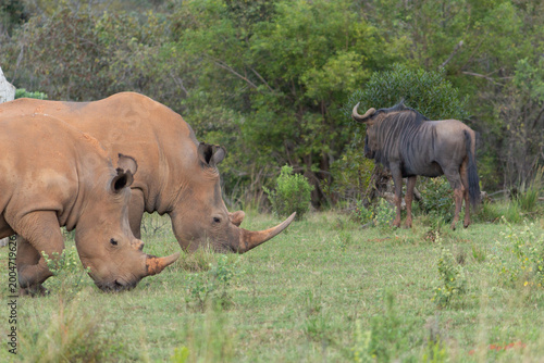 Grazing Rhinos and a Lone Wildebeest