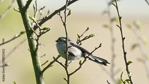 Long-Tailed Tit bird on a branch of a tree