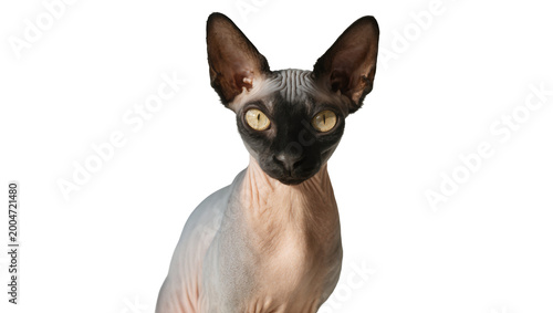 Tableau sur toile Sphynx cat with wrinkled skin and large ears, isolated on transparent background
