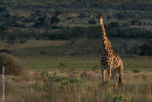 Foto Lone Giraffe Walking at Sunset