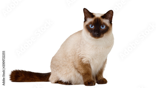 Quadro su tela Siamese cat with blue eyes and dark points sitting, isolated on transparent back