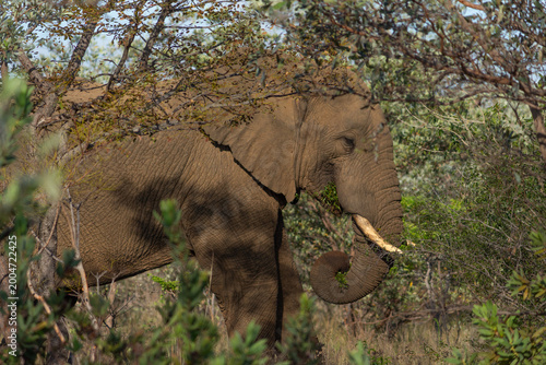 Bull African Elephant Browsing in the Bush
