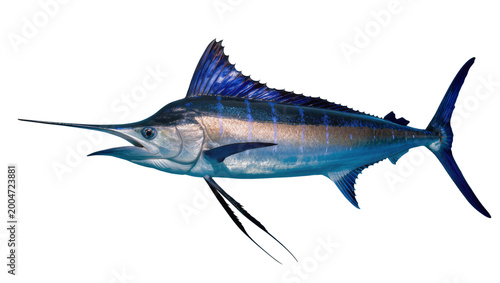 Εκτύπωση καμβά Majestic blue marlin fish with sharp bill and dorsal fin, isolated on transparen