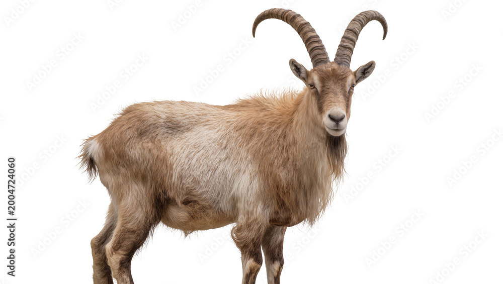 Obraz premium Brown ibex with large curved horns standing, isolated on transparent background