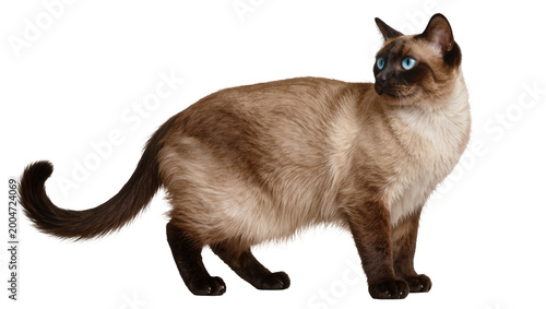 Fotografie Siamese cat with blue eyes standing alert, isolated on transparent background