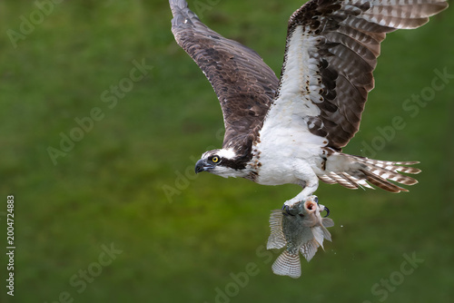 Принти на полотні Osprey catching fish mid flight over water with high precision