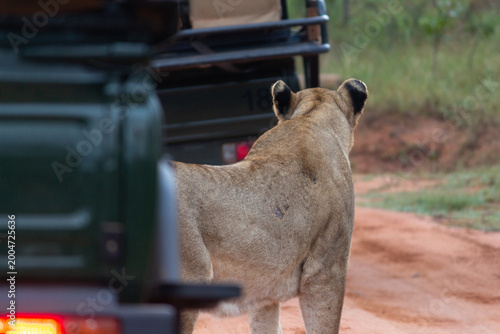 Lioness Prowling Between Safari Jeeps