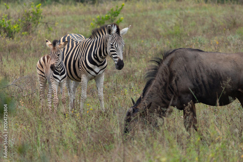 Mom and Baby Zebra Grazing with Wildebeest