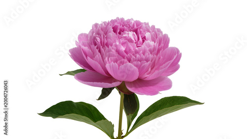 Obraz na płótnie Pink peony flower with green leaves, isolated on transparent background