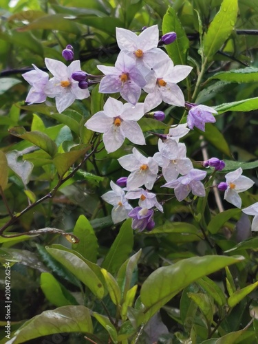 Foto photographie en gros plan de fleurs de morelle faux jasmin, ou de solanum jasmin