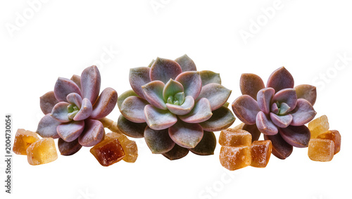 Fotografía Three purple Echeveria succulents with amber sugar cubes, isolated on transparen