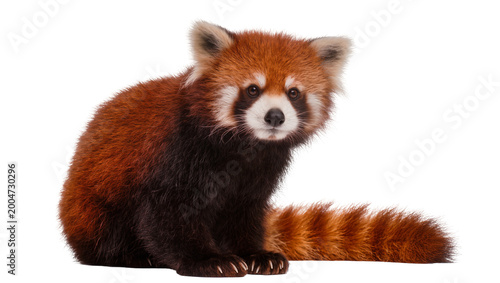 Quadro em tela Fluffy red panda with bushy striped tail, isolated on transparent background