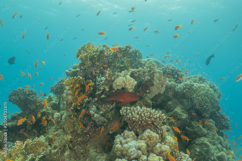 Obraz premium Coral reef and water plants in the Red Sea, Eilat Israel 