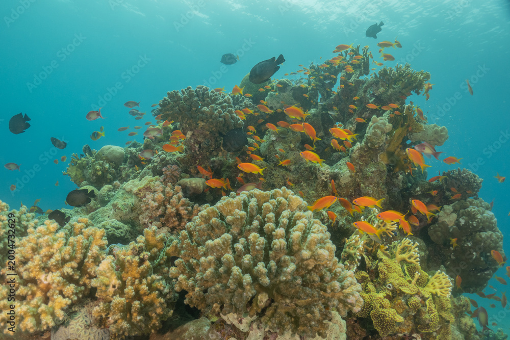 Obraz premium Coral reef and water plants in the Red Sea, Eilat Israel 