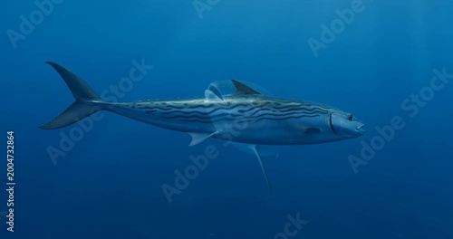 Ocean tuna fish swimming deep blue water with bubbles dynamic close up of marine life and motion striped mackerel fish swimming clear blue ocean with soft light sleek silver body and wavy dark