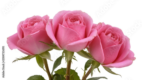 Three delicate pink roses with green stems, isolated on transparent background