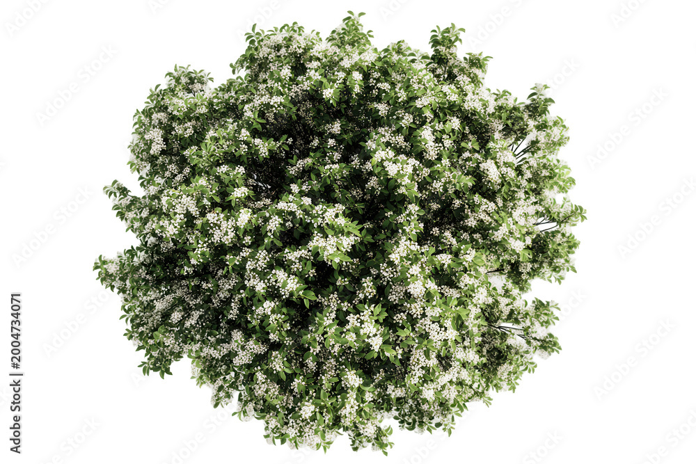 Obraz premium blossoming tree top down view with green leaves and white flowers isolated on transparent background