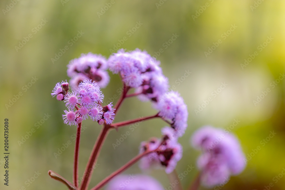 Obraz premium Selective focus of Bartlettina sordida flowers in garden, The purple torch, Bartlettina or blue mist flower, A flowering plant which is endemic to cloud forest habitats in Mexico, Natural background.