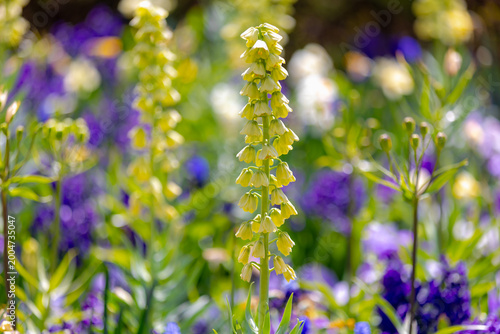 Cuadro en lienzo Selective focus of light cream yellow flower with other flowers in the garden, F