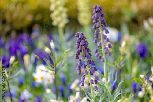 Photos Selective focus of violet or purple blue flower with other flowers in garden, Fr