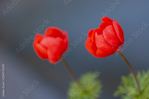 Bilde på lerret Selective focus of red flowers in garden with green leaves, Poppy anemone or coronaria, Spanish marigold or windflower is a species of flowering plant in the genus Anemone, Natural floral background