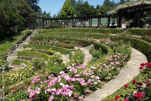 Berkeley Rose Garden, Berkeley California, rose garden, roses, flower garden, public garden, botanical garden, terraced garden, landscaped garden, San Francisco Bay Area