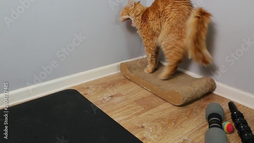 The orange fun cat stretches its back and yawns while standing on a scratching post with comically raising and rounding its fluffy orange tail. Fun pet video near blue room wall
