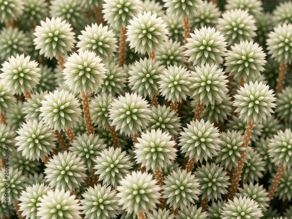 Fototapeta premium Actinodium cunninghamii swamp daisy growing outdoors