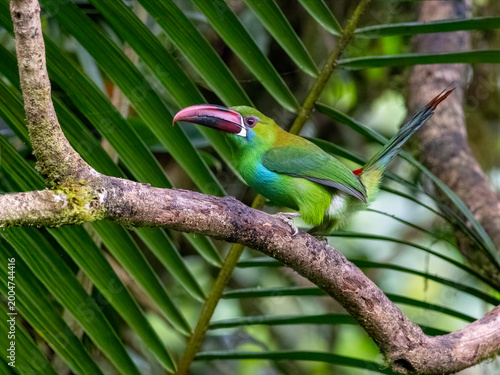 Crimson-rumped Toucanet Perched on a Tropical Branch in Colombia Rainforest