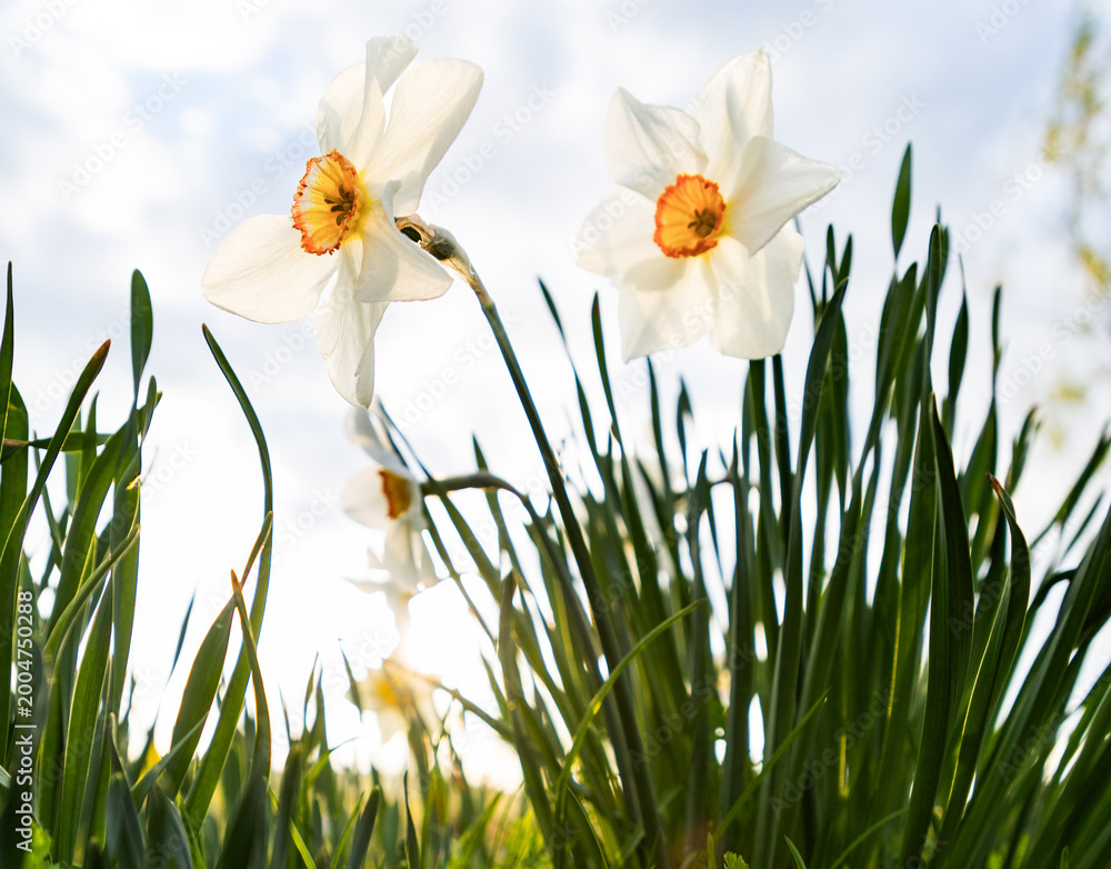 Fototapeta premium spring meadow with daffodils
