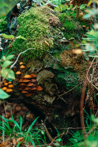 A cluster of small orange-brown mushrooms growing on a moss-covered rotting log. Detailed macro shot of forest vegetation, featuring thick green moss and wild fungi in a woodland setting.