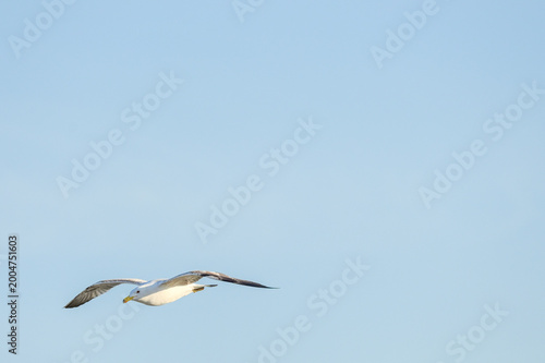 Seagull flying clear blue sky. Graceful white bird soaring through bright atmosphere captured with professional photography equipment ideal for nature travel and freedom themed editorial projects