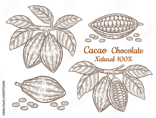 Cocoa beans pod, chocolate cacao fruit tree plant branch with leaves. Tropical nut seed botanical line sketch. Hot aroma drink, sweet dessert candy food ingredient. Vintage engraving hand drawn vector