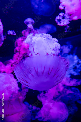 Different large Jellyfish species in deep blue ocean water, underwater background, Pacific sea nettle, scyphozoan jellyfish