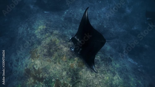 Graceful black Manta Ray glides through clear blue waters of Galapagos Islands, accompanied by lively remora fish, highlighting vibrant marine biodiversity and promoting conservation awareness