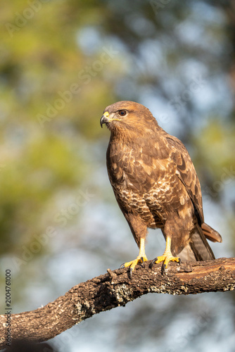 Bild auf Leinwand Common buzzard (Buteo buteo) photographed in Spain