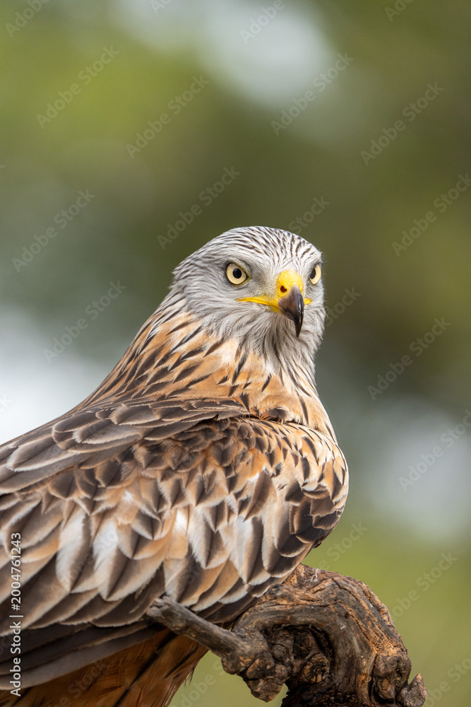 Fototapeta premium Red kite (Milvus milvus) photographed in Spain