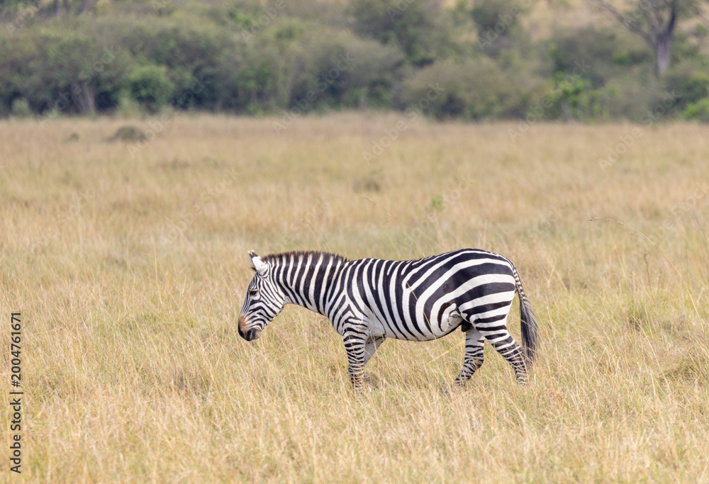 Obraz premium Zebra in tall savanna grass in Masai Mara National Park in East Africa Kenya KEN